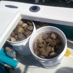 10 Gallon Scallop limit with Homosassa Scalloping Charters