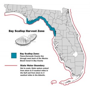 Early Opening of Bay Scallop Season 