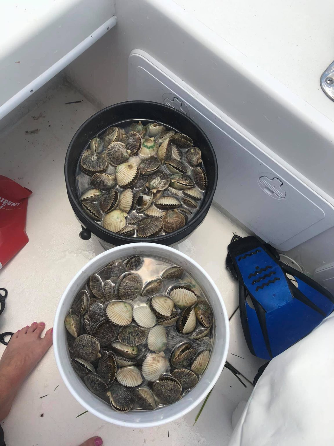 Homosassa 2021 Opening day Homosassa Scalloping Charters in Homosassa